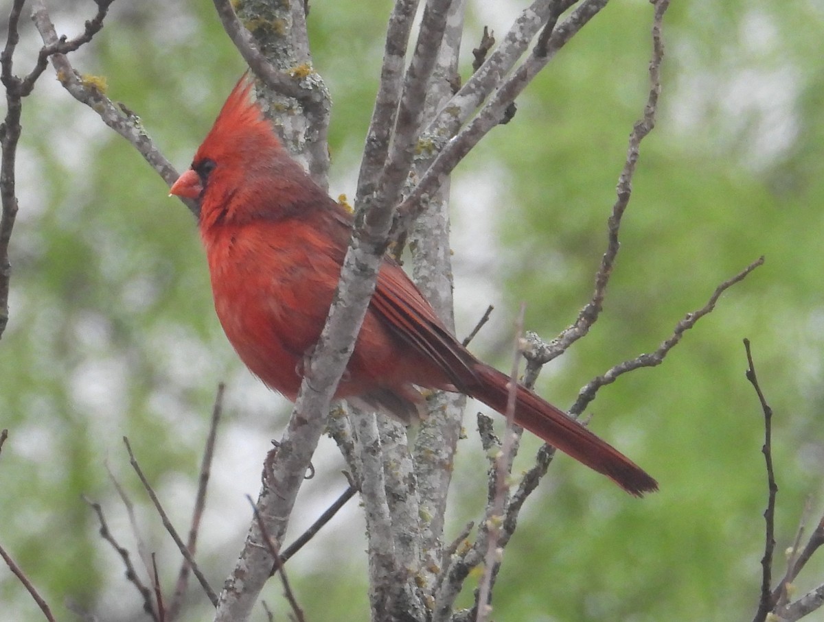 Cardinal rouge - ML617979675
