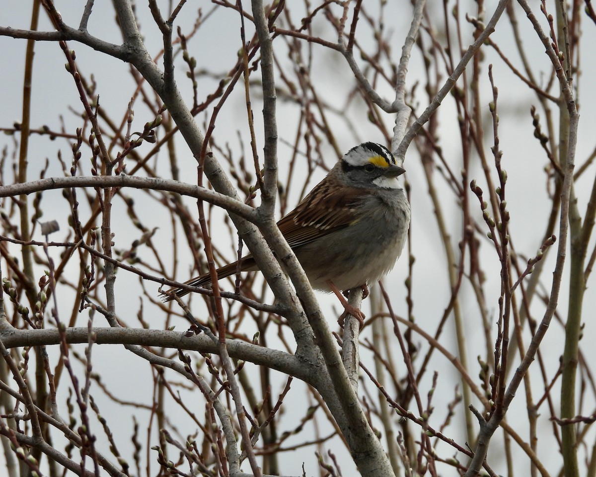 White-throated Sparrow - ML617979687
