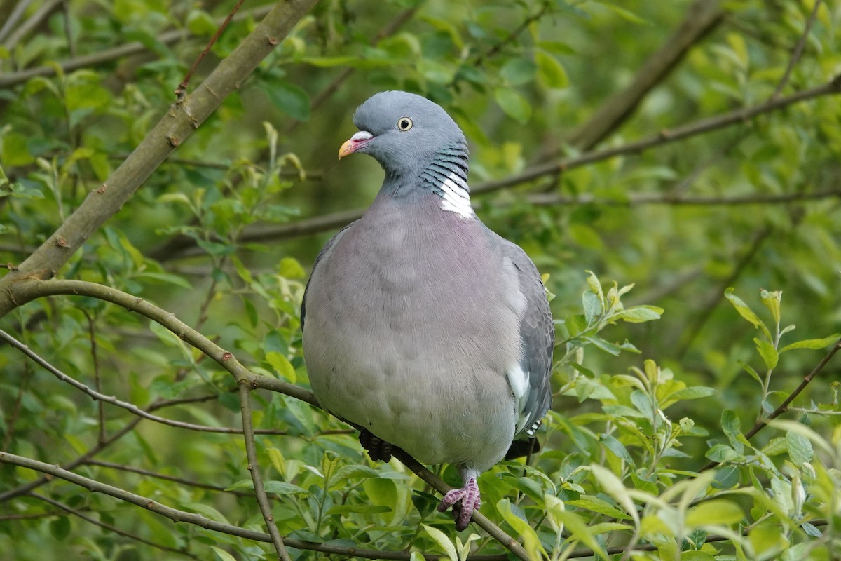 Common Wood-Pigeon - ML617979727