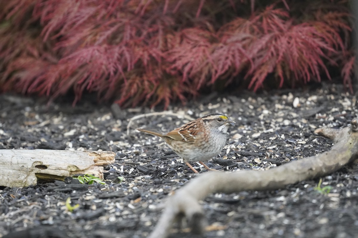 White-throated Sparrow - Braydon Leary