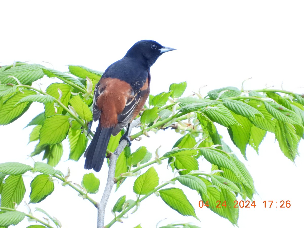 Orchard Oriole - ML617979770