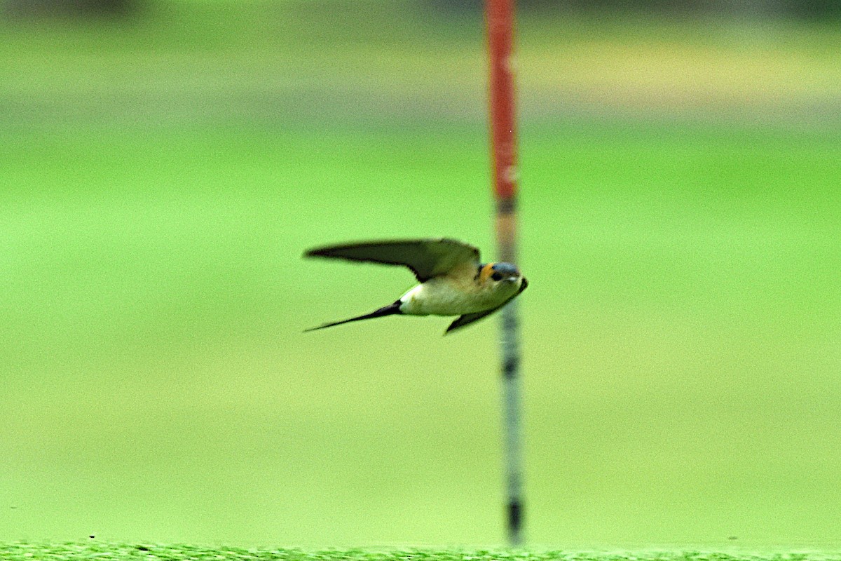 Red-rumped Swallow - ML617979791