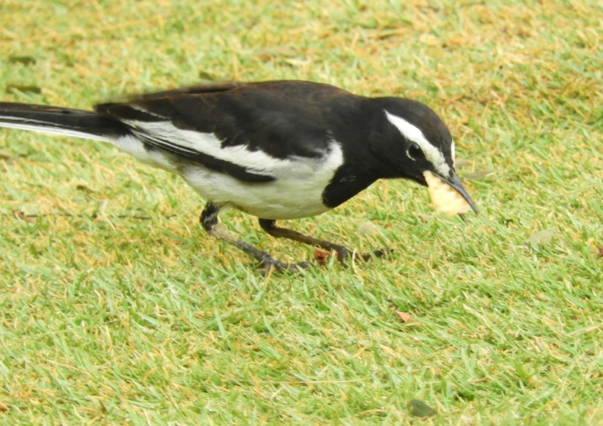 White-browed Wagtail - ML617979836