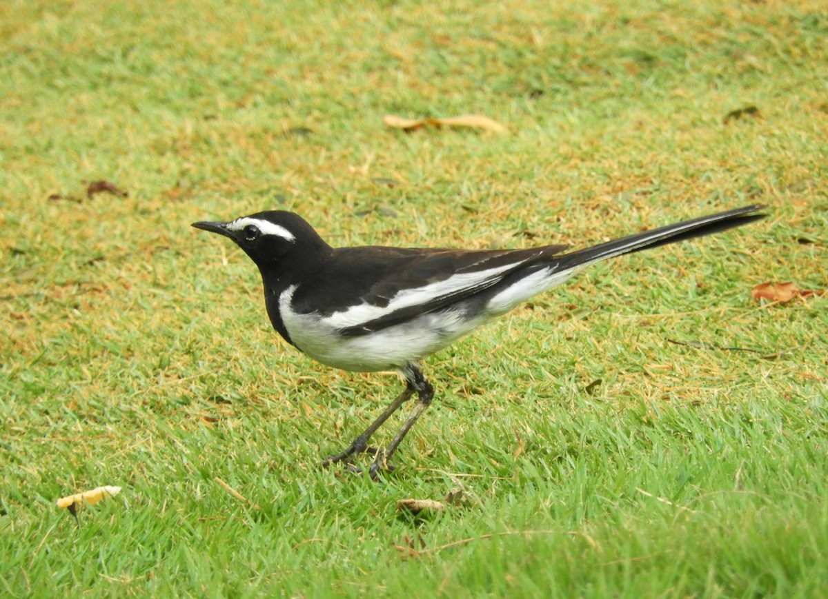 White-browed Wagtail - ML617979837