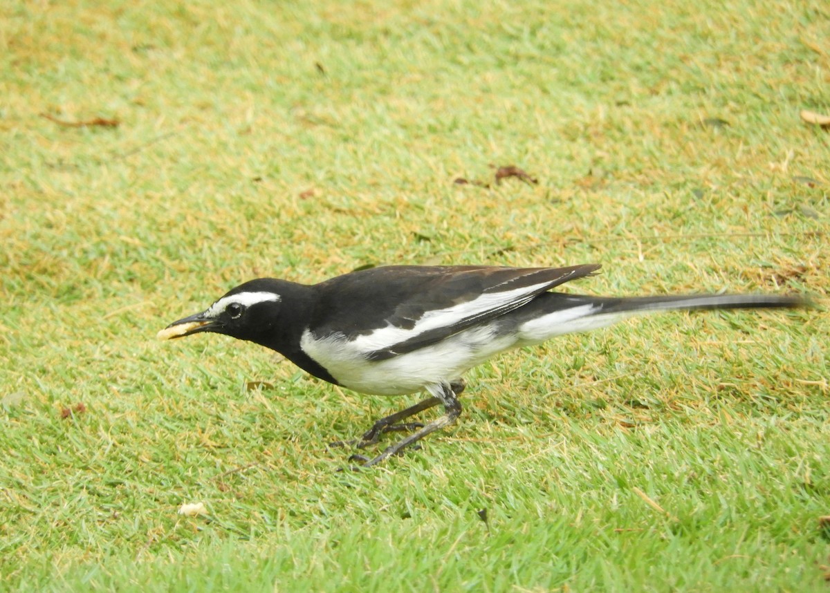 White-browed Wagtail - ML617979838