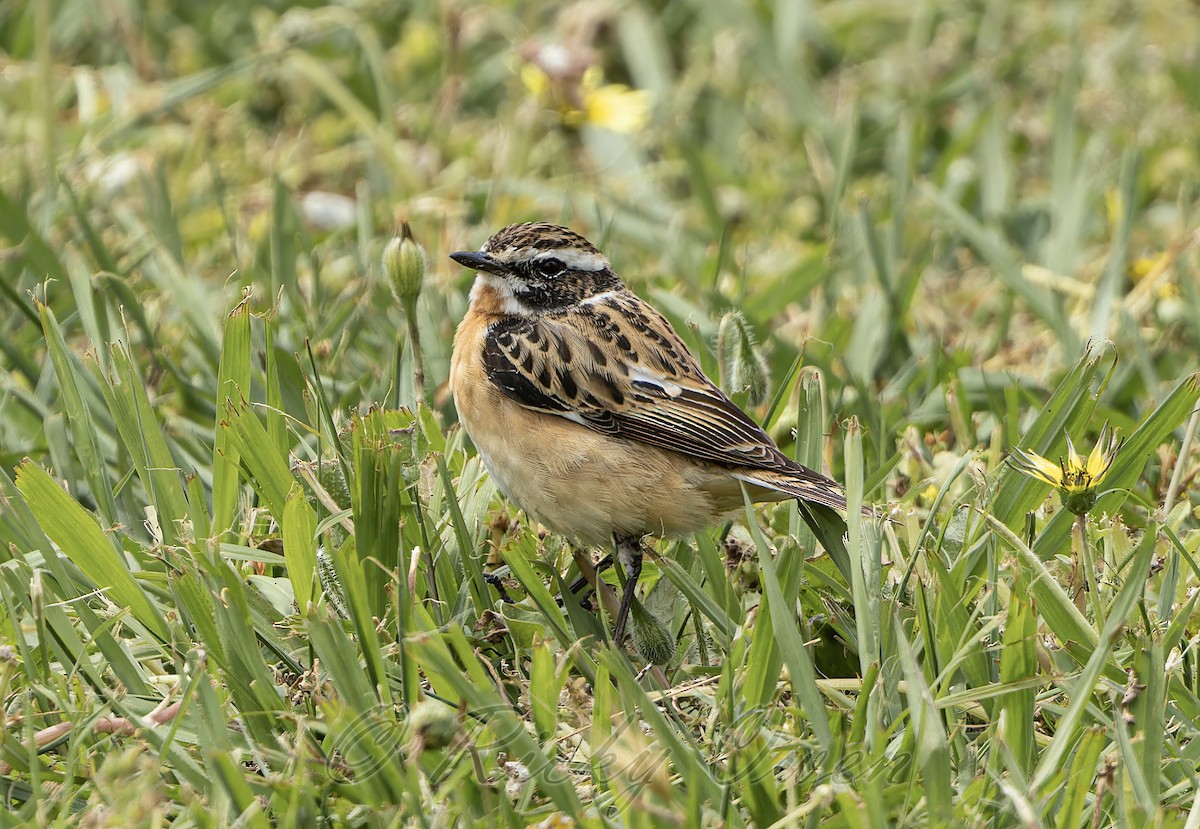Whinchat - Ricky Owen