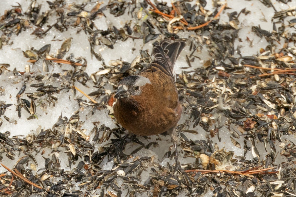 Gray-crowned Rosy-Finch (Gray-crowned) - ML617979914