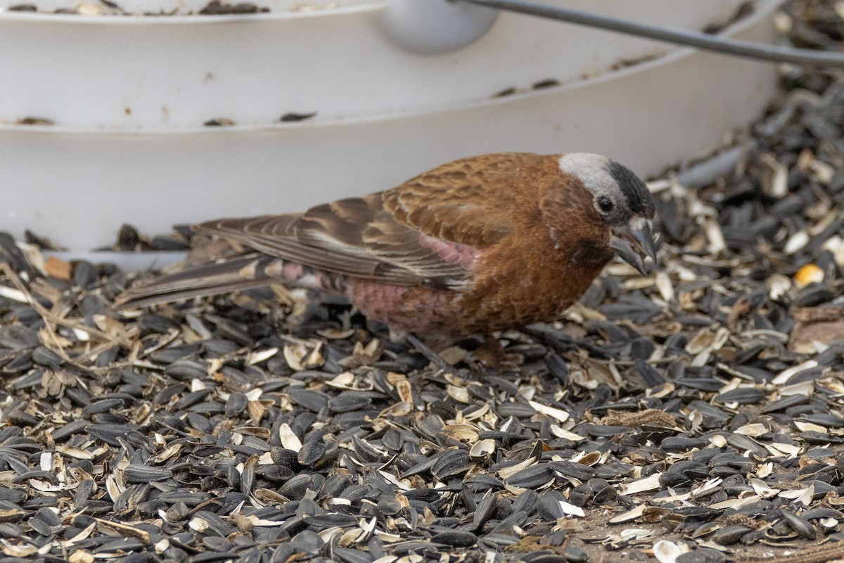 Gray-crowned Rosy-Finch (Gray-crowned) - ML617979916