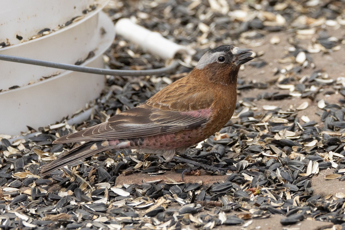 Gray-crowned Rosy-Finch (Gray-crowned) - ML617979917