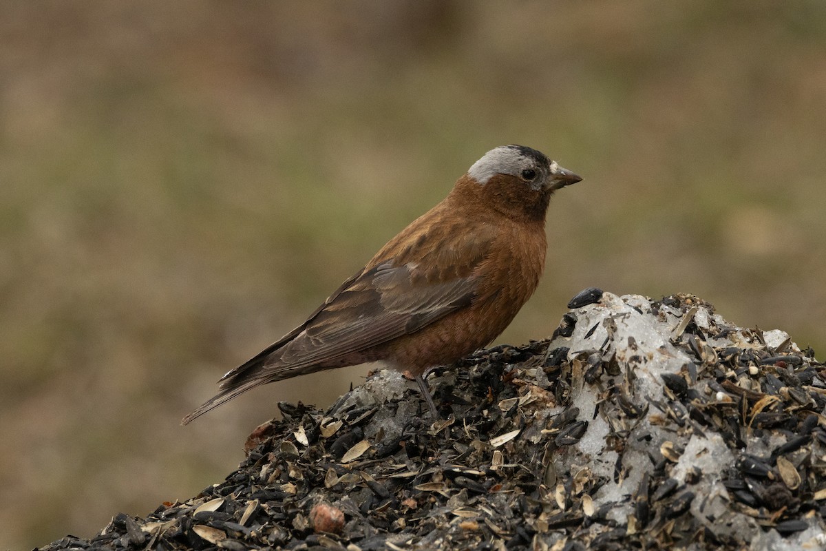 Gray-crowned Rosy-Finch (Gray-crowned) - ML617979922