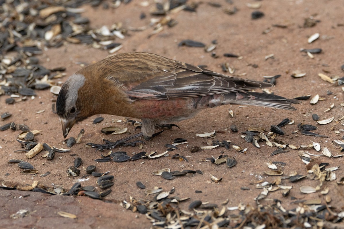 Gray-crowned Rosy-Finch (Gray-crowned) - ML617979926