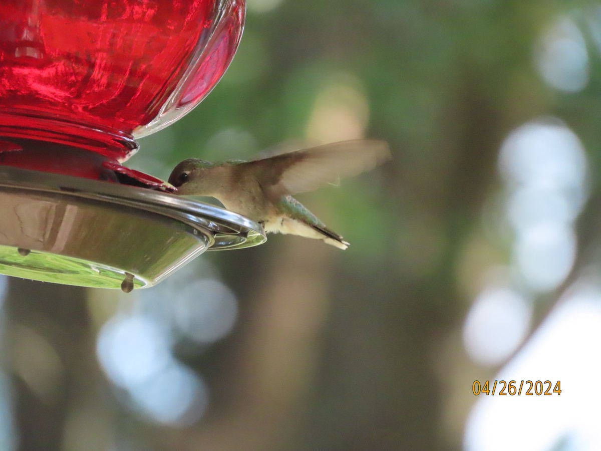 Ruby-throated Hummingbird - ML617979930