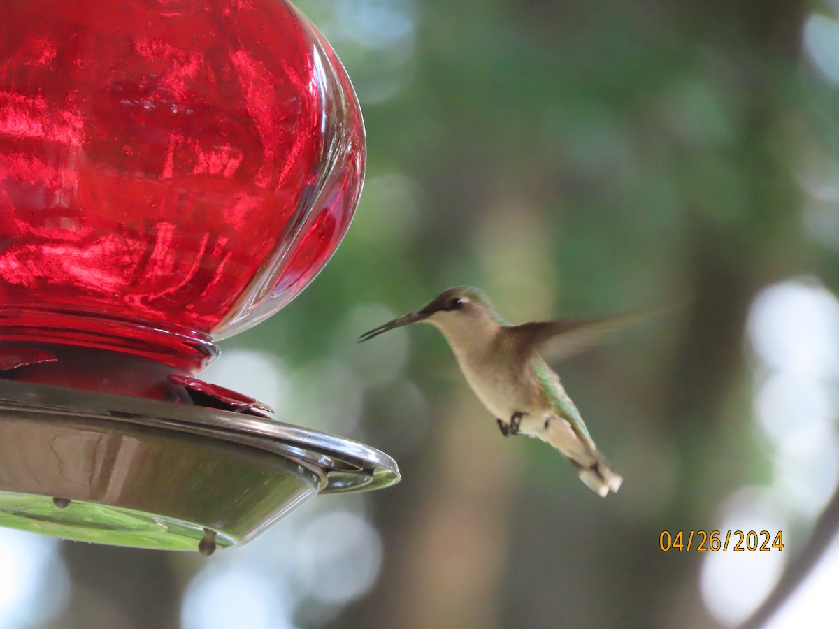 Ruby-throated Hummingbird - ML617979931