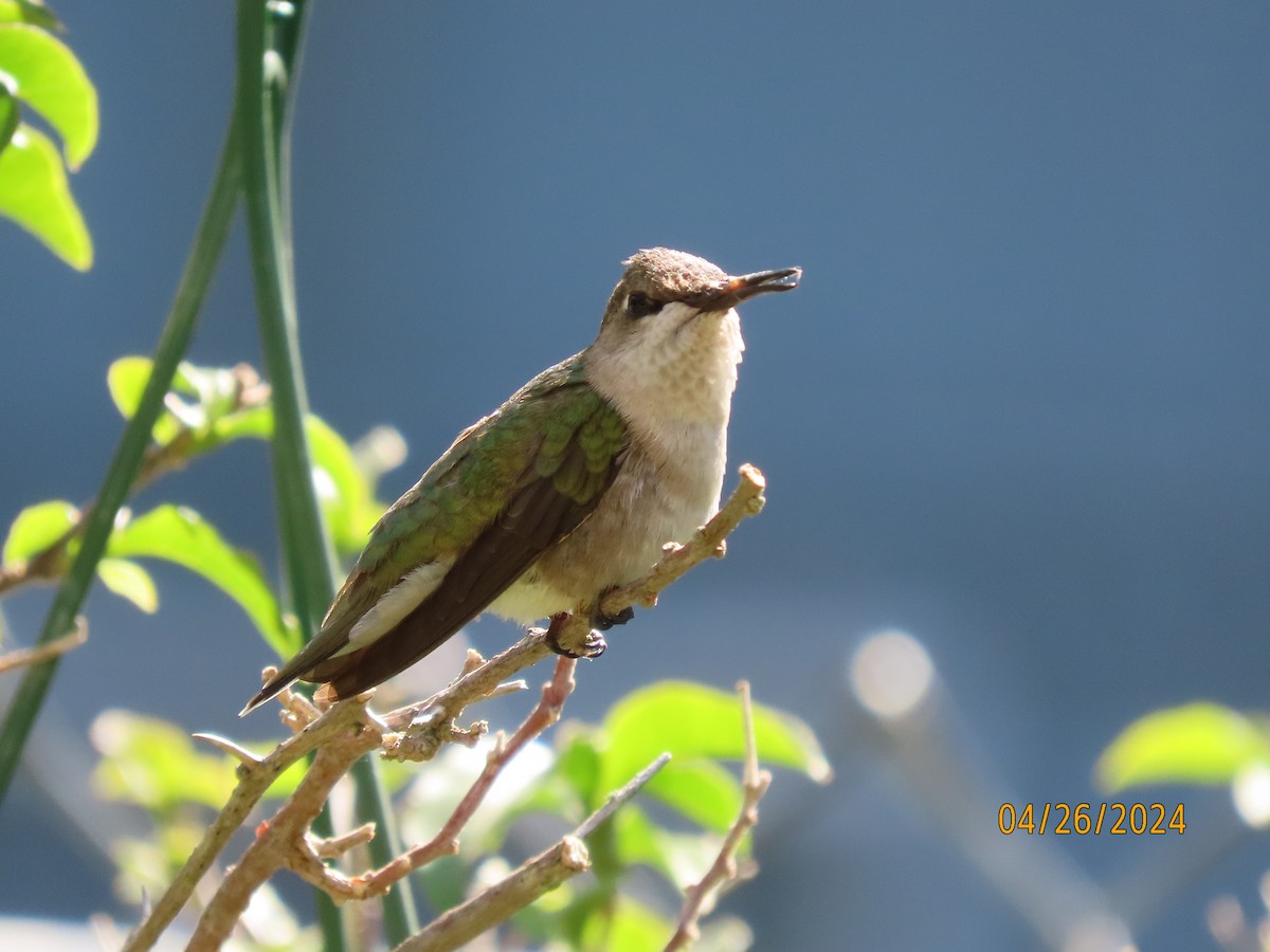 Ruby-throated Hummingbird - ML617979933