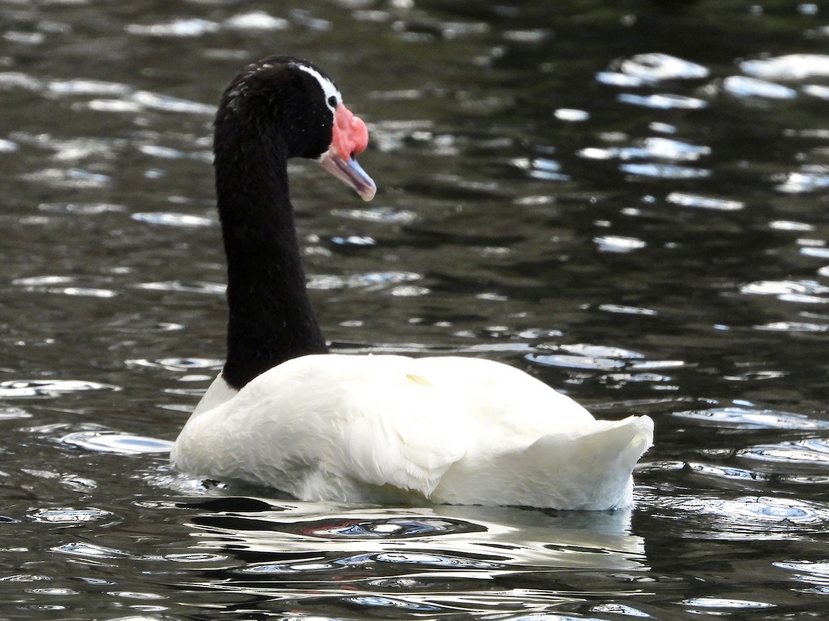 Black-necked Swan - C. Phillips