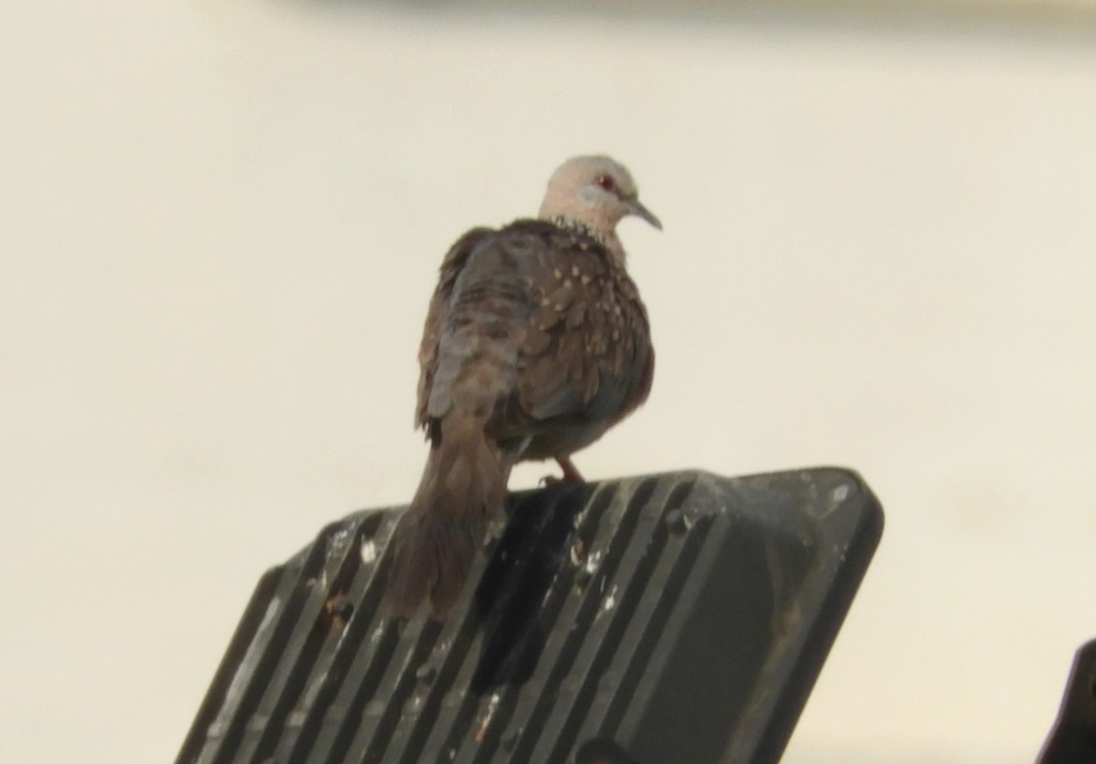Spotted Dove - ML617979955