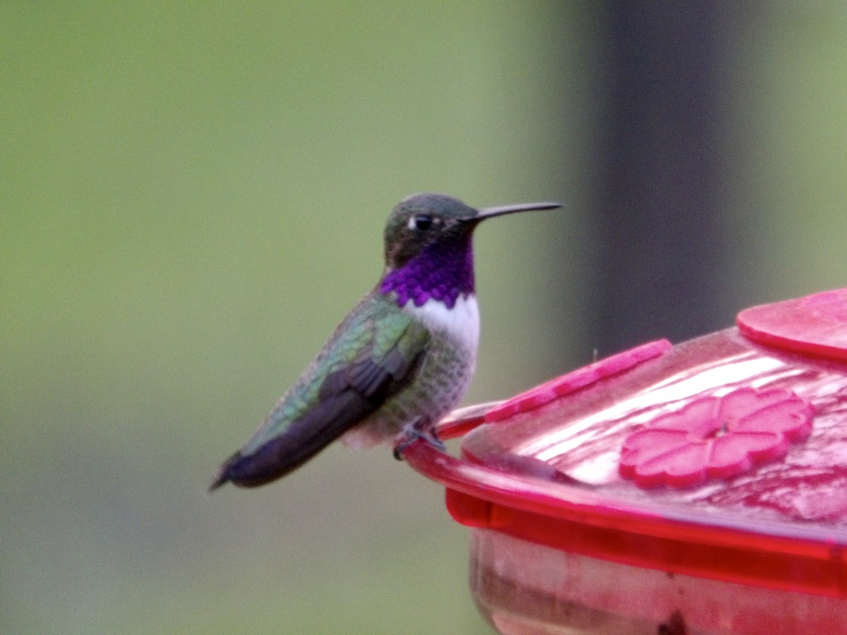 hummingbird sp. - ML617979968