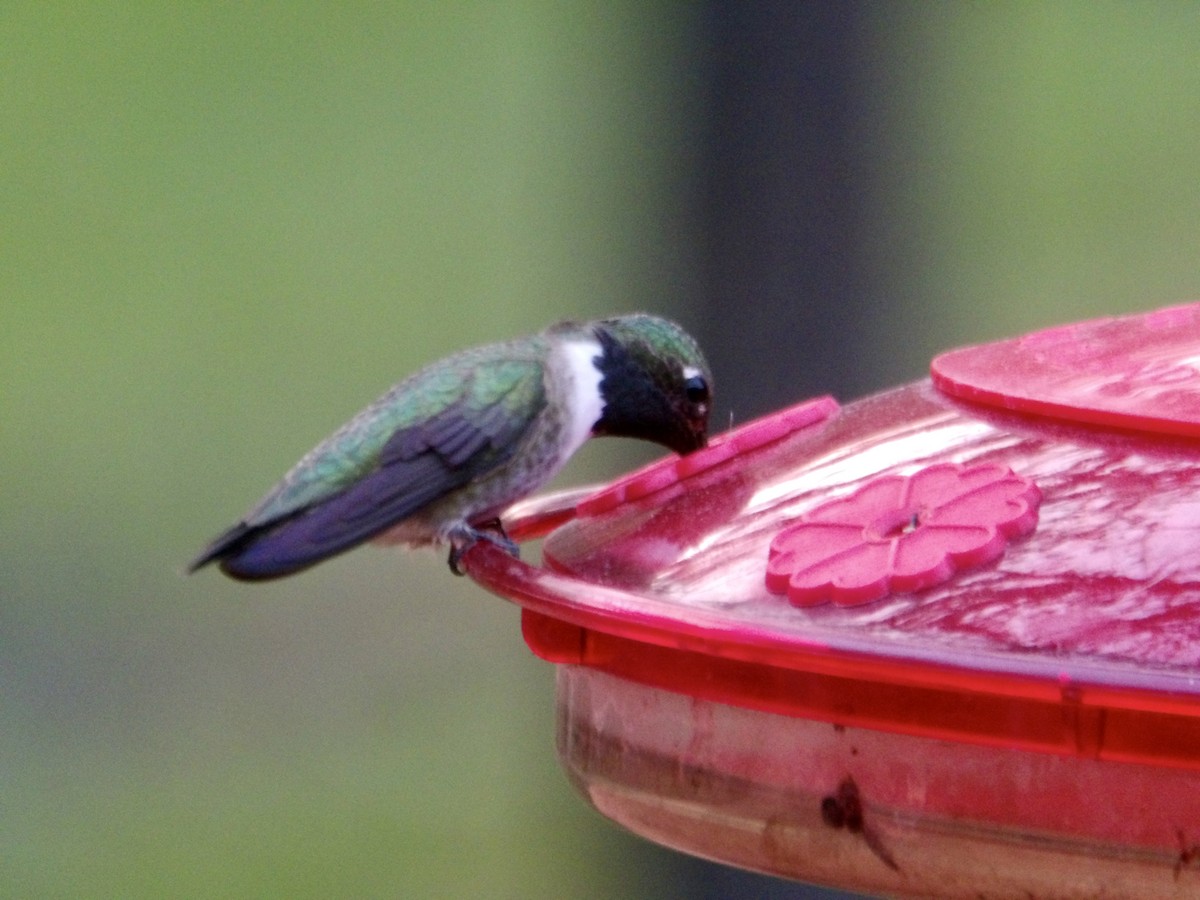 hummingbird sp. - ML617979969