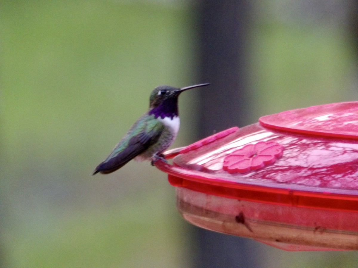 hummingbird sp. - ML617979970