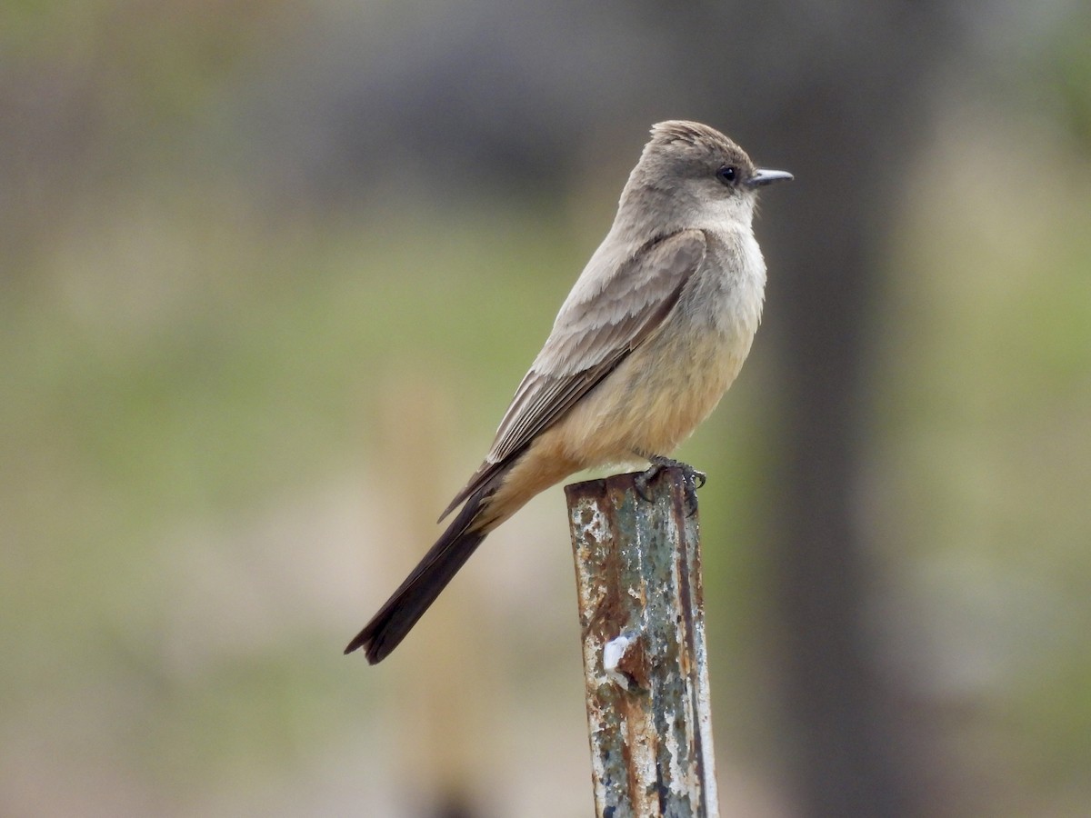 Say's Phoebe - Laurie Miraglia