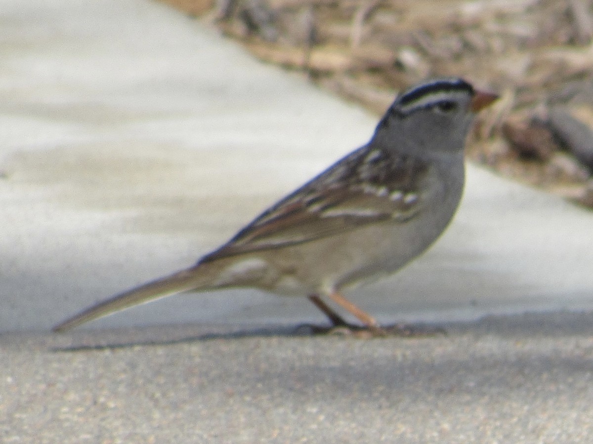 White-crowned Sparrow - ML617980037