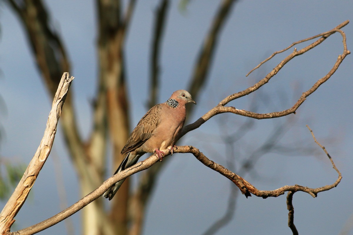 Spotted Dove - ML617980085