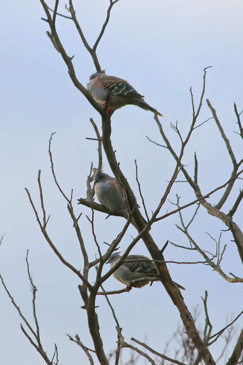 Crested Pigeon - ML617980093