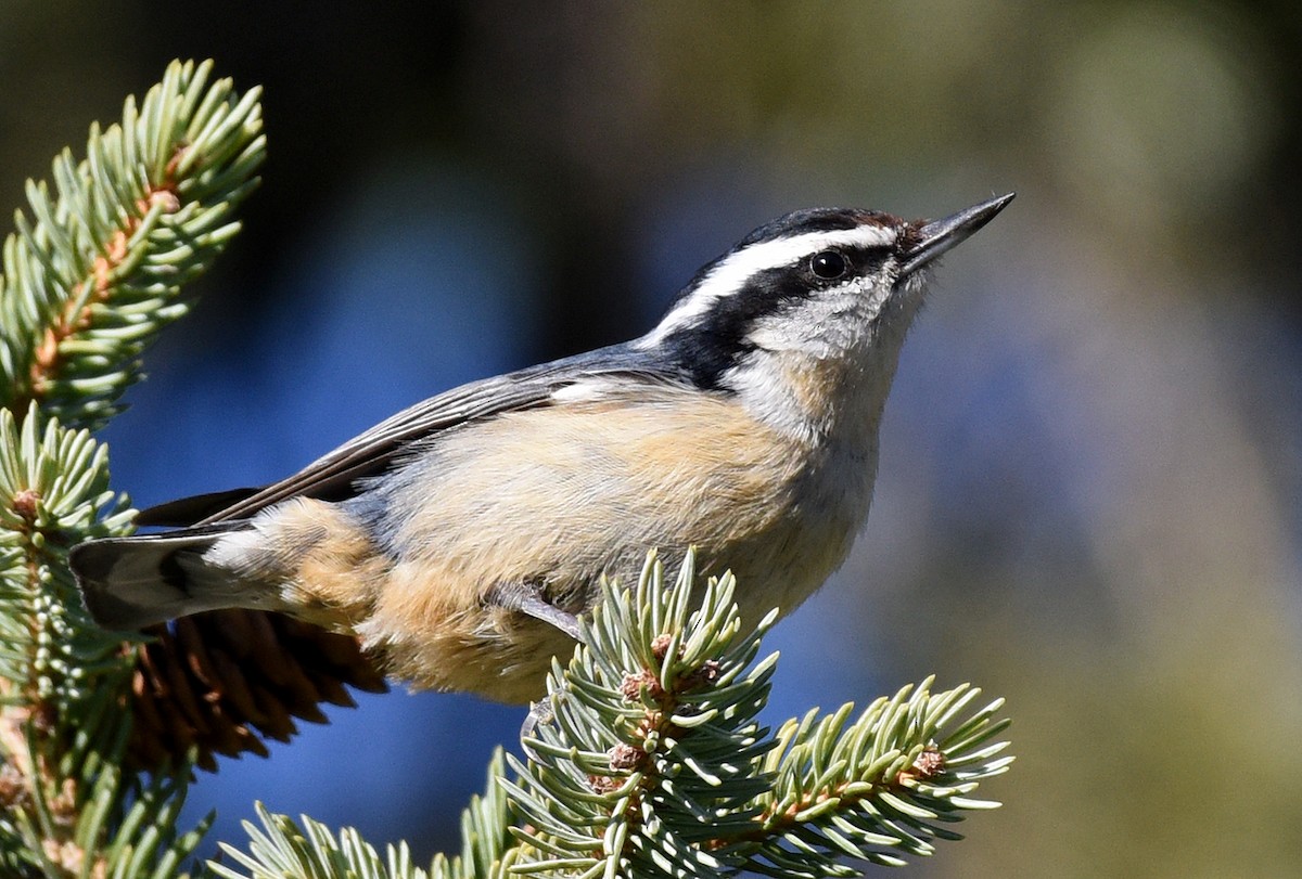 Red-breasted Nuthatch - ML617980107