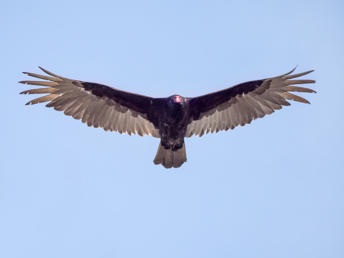 Turkey Vulture - ML617980136