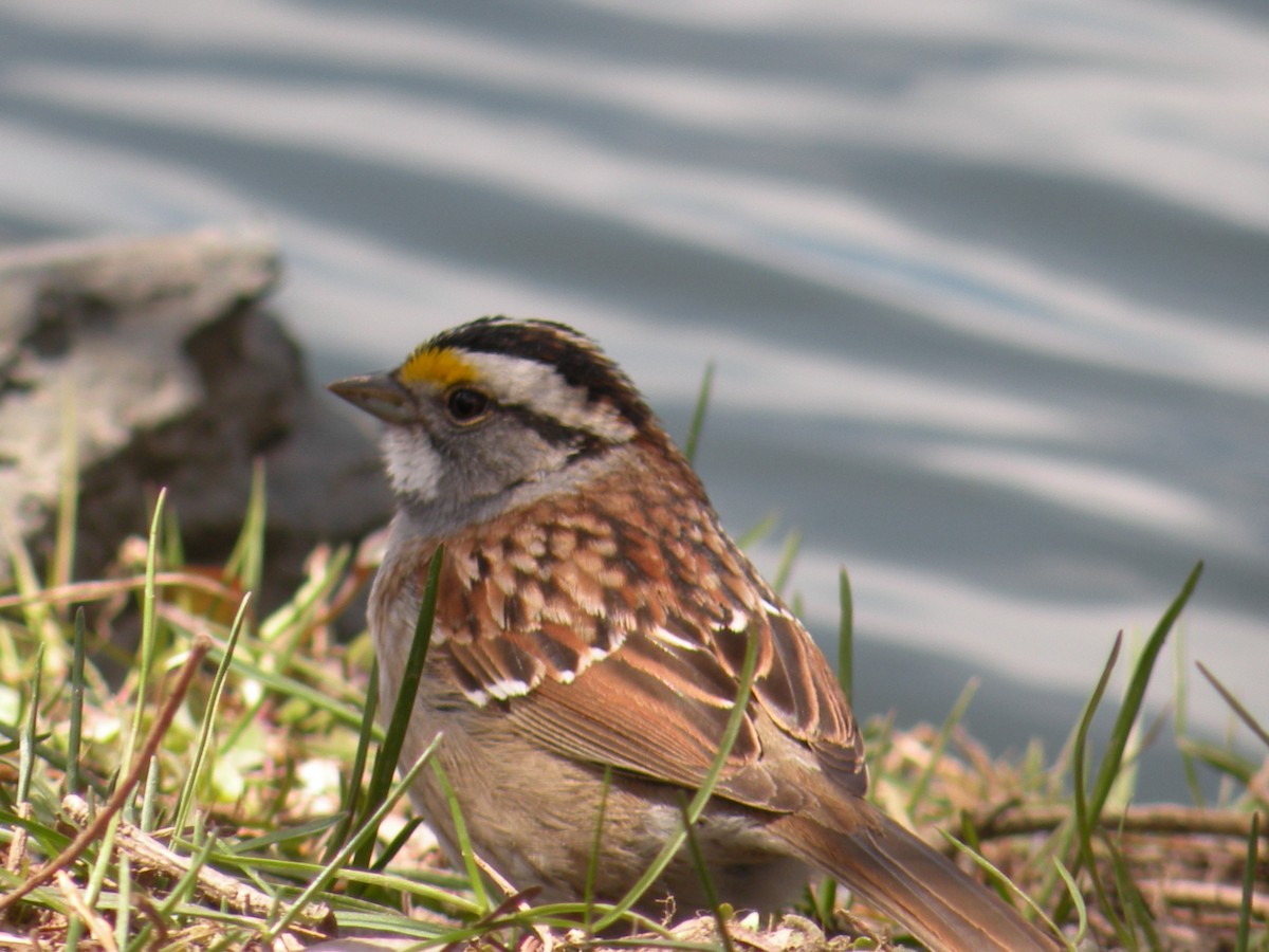 White-throated Sparrow - ML617980142