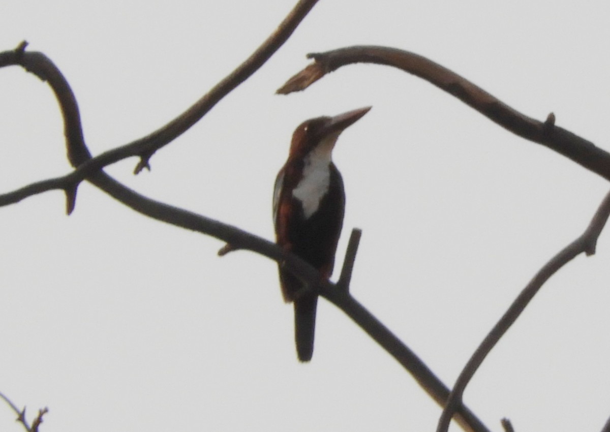 White-throated Kingfisher - ML617980164