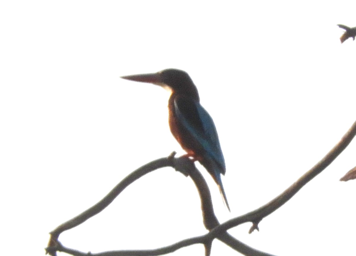 White-throated Kingfisher - Manju Sinha