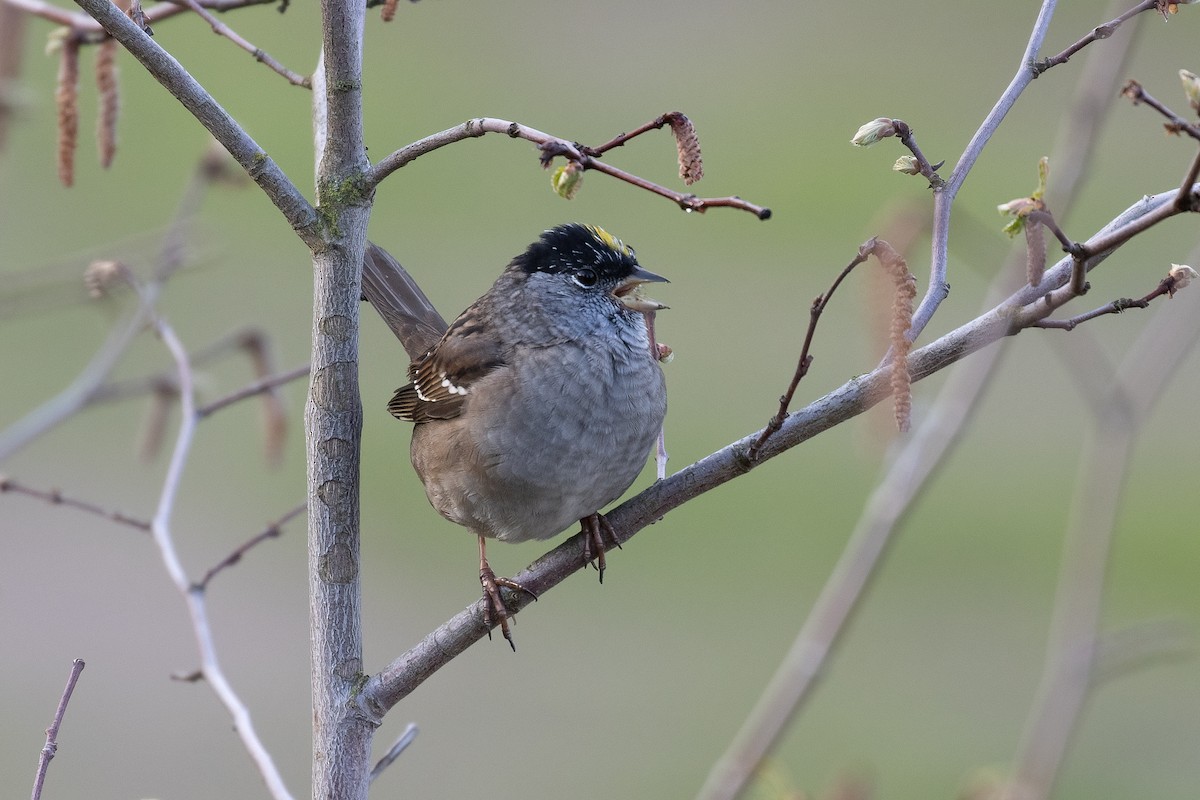 Golden-crowned Sparrow - ML617980181