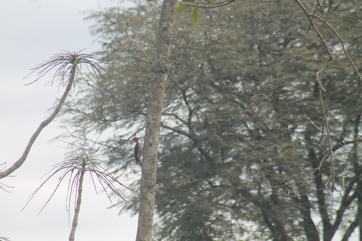 Lineated Woodpecker - PNN Alto Fragua Indi Wasi