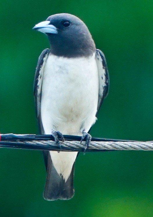 White-breasted Woodswallow - ML617980223