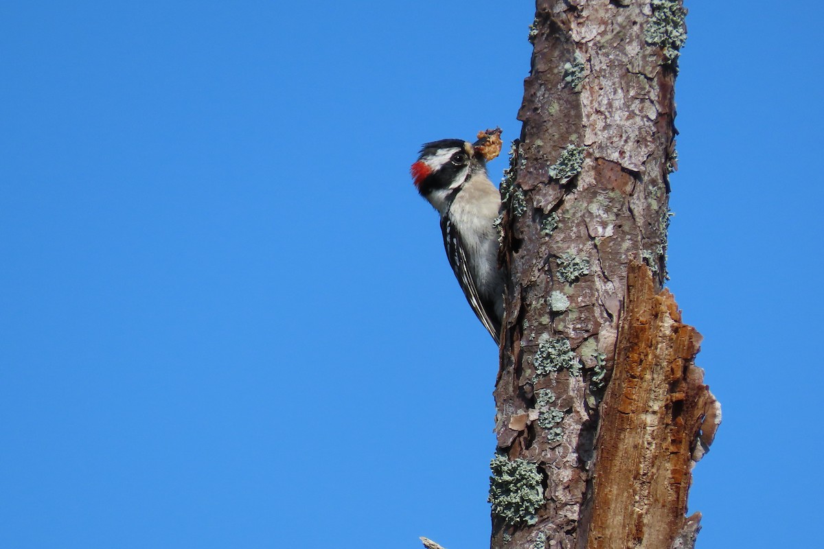 Downy Woodpecker - ML617980227