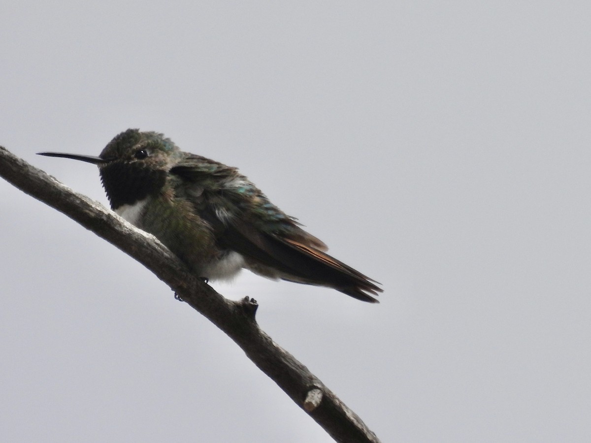 Broad-tailed Hummingbird - ML617980266