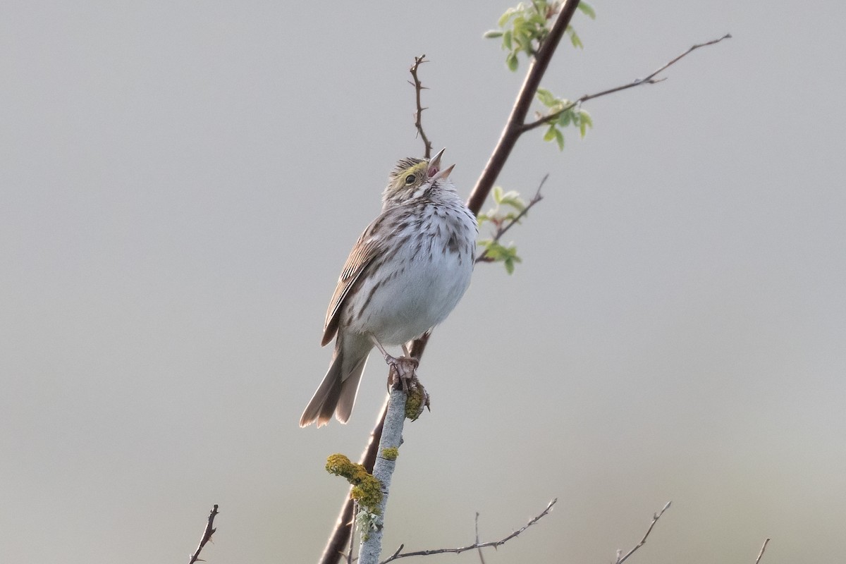Savannah Sparrow - ML617980272