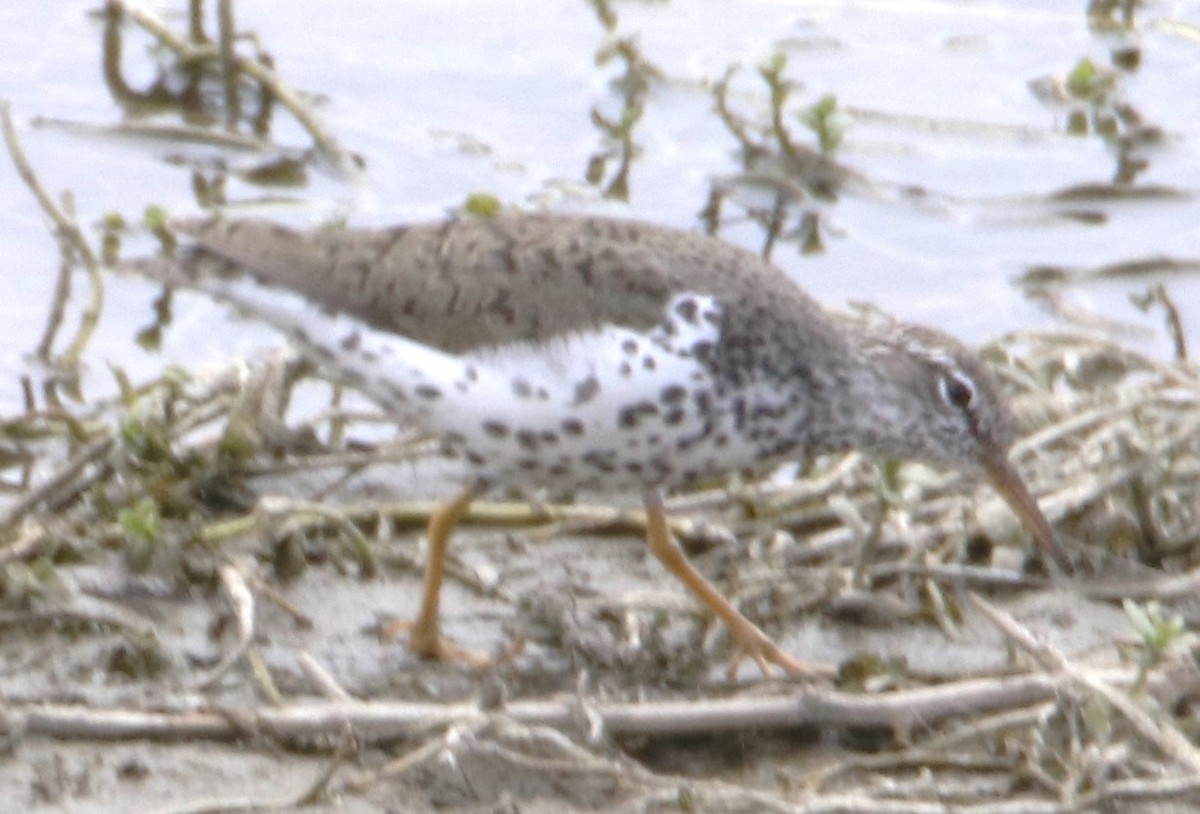Spotted Sandpiper - Barry Spolter