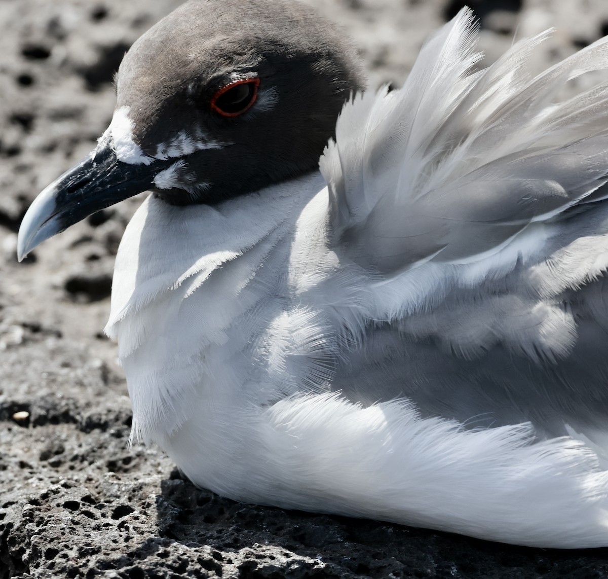 Swallow-tailed Gull - ML617980302
