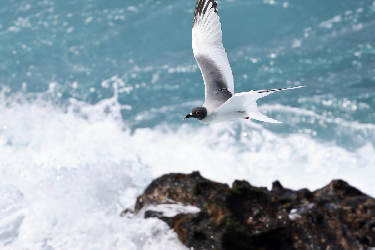 Swallow-tailed Gull - ML617980340