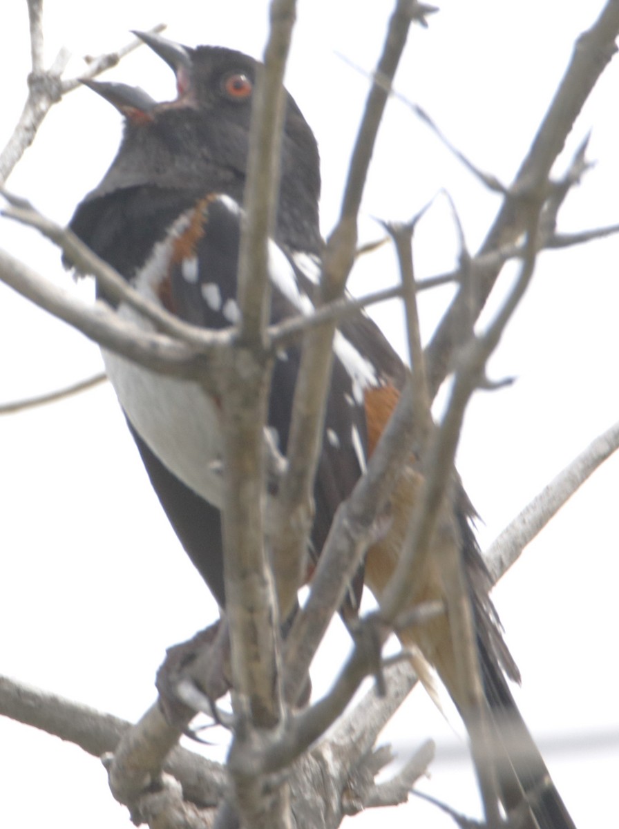 Spotted Towhee - Barry Spolter