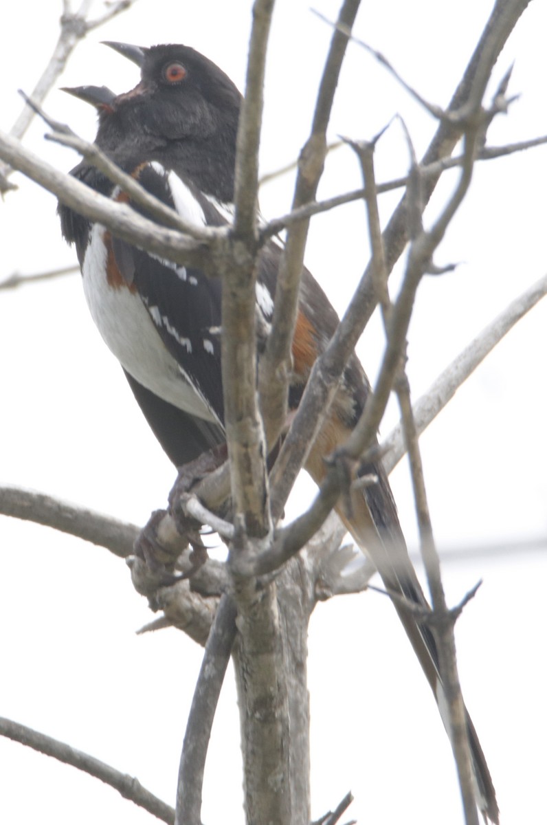 Spotted Towhee - ML617980342