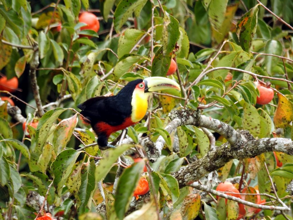 Red-breasted Toucan - ML617980348