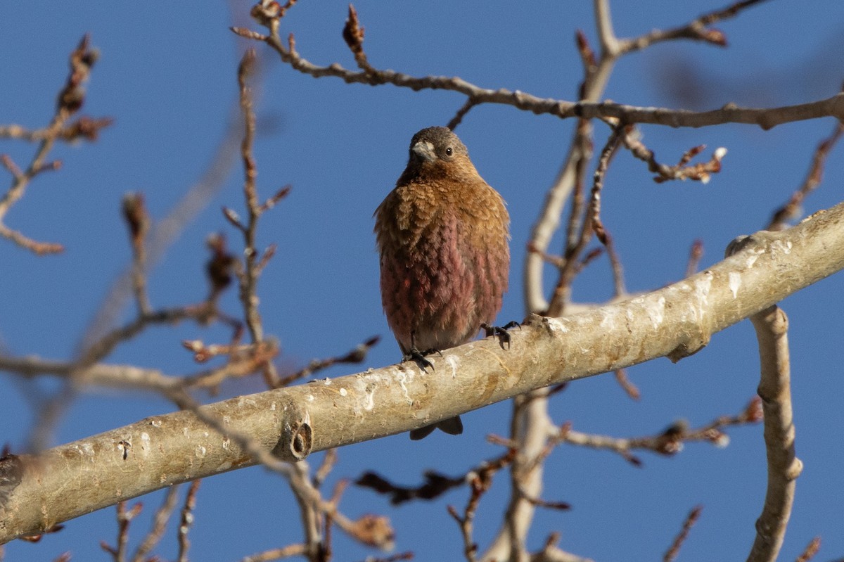 Brown-capped Rosy-Finch - ML617980354