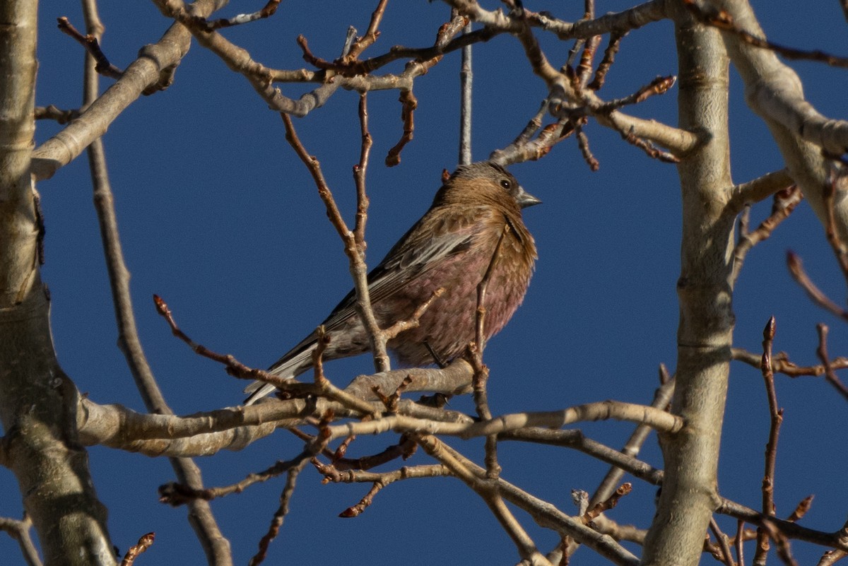Brown-capped Rosy-Finch - ML617980355