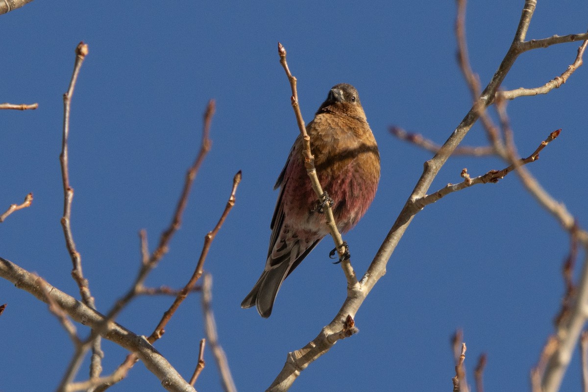 Brown-capped Rosy-Finch - ML617980356