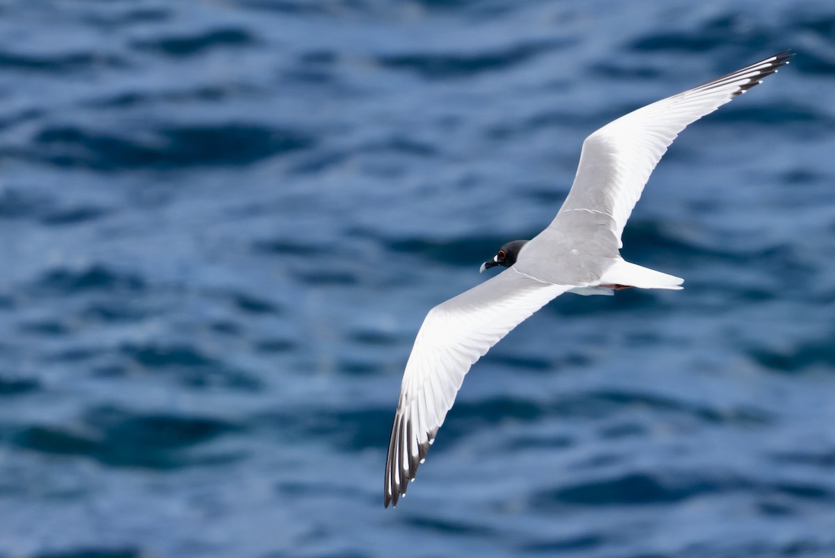 Swallow-tailed Gull - ML617980363