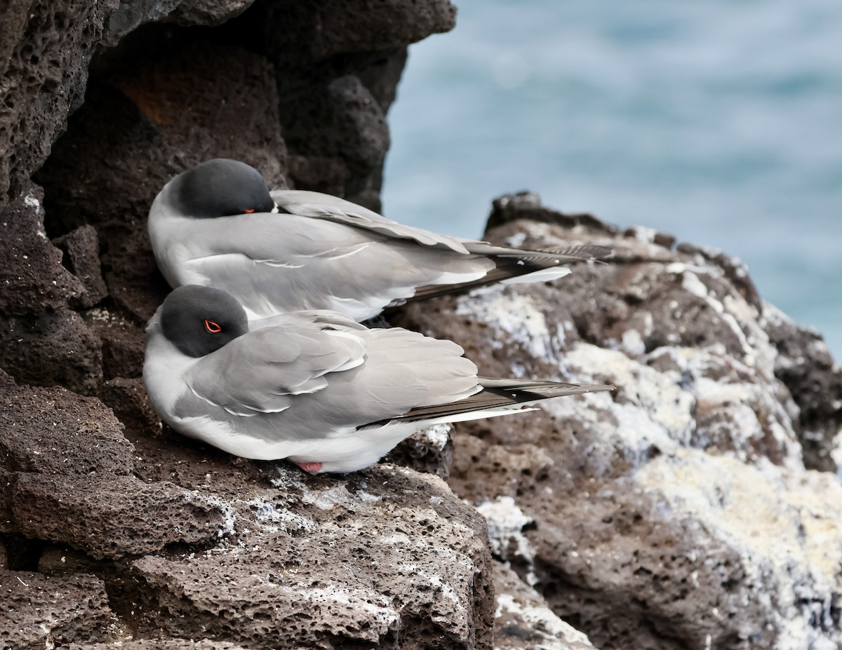 Swallow-tailed Gull - ML617980369