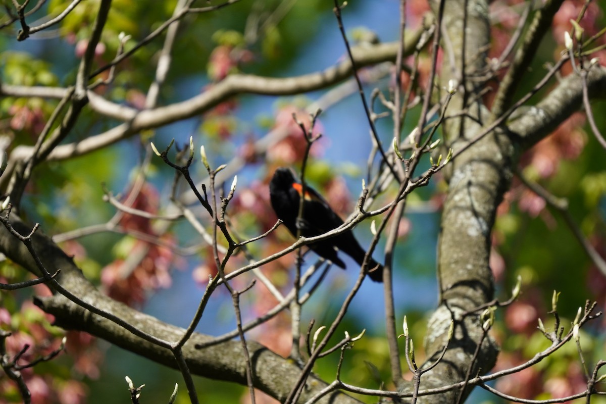 Red-winged Blackbird (Red-winged) - ML617980373